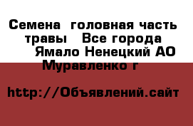 Семена (головная часть))) травы - Все города  »    . Ямало-Ненецкий АО,Муравленко г.